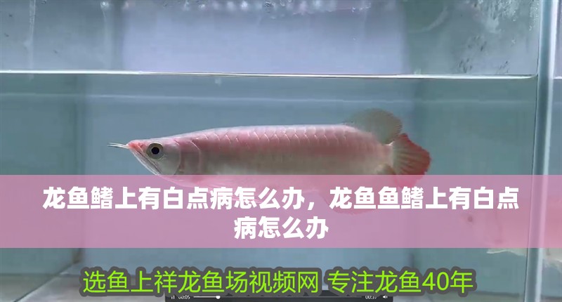 龍魚鰭上有白點病怎么辦，龍魚魚鰭上有白點病怎么辦