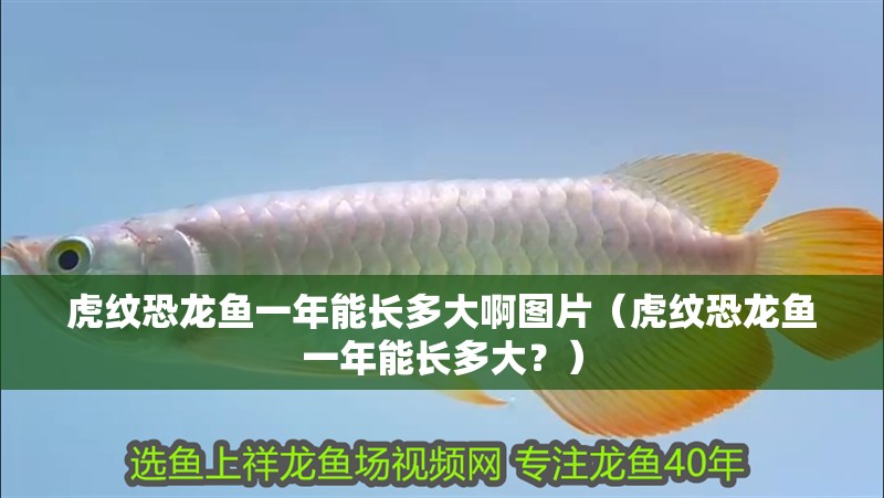 虎紋恐龍魚一年能長多大啊圖片（虎紋恐龍魚一年能長多大？）