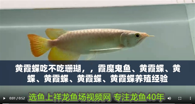 黃霞蝶吃不吃珊瑚，，霞魔鬼魚、黃霞蝶、黃蝶、黃霞蝶、黃霞蝶、黃霞蝶養殖經驗