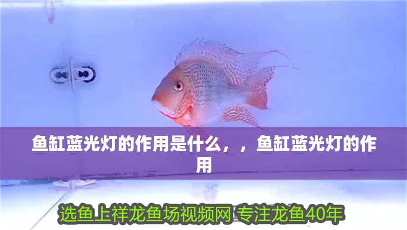魚缸藍光燈的作用是什么，，魚缸藍光燈的作用