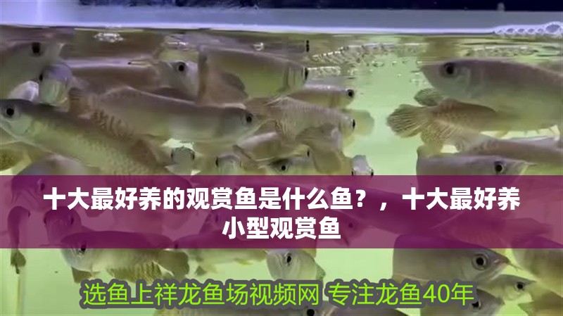 十大最好養(yǎng)的觀賞魚是什么魚？，十大最好養(yǎng)小型觀賞魚