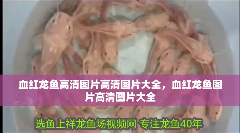 血紅龍魚高清圖片高清圖片大全，血紅龍魚圖片高清圖片大全
