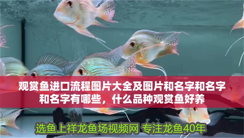 觀賞魚進口流程圖片大全及圖片和名字和名字和名字有哪些，什么品種觀賞魚好養(yǎng)