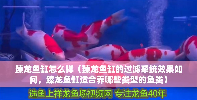 臻龍魚缸怎么樣（臻龍魚缸的過濾系統效果如何，臻龍魚缸適合養哪些類型的魚類）