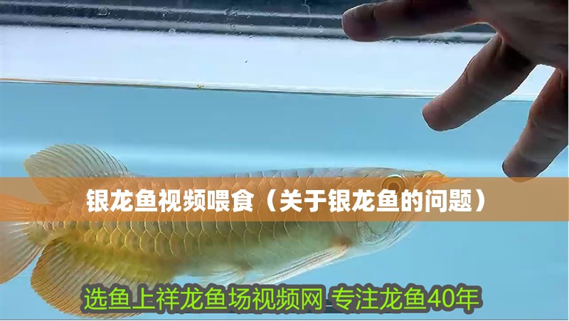 銀龍魚視頻喂食（關(guān)于銀龍魚的問題）