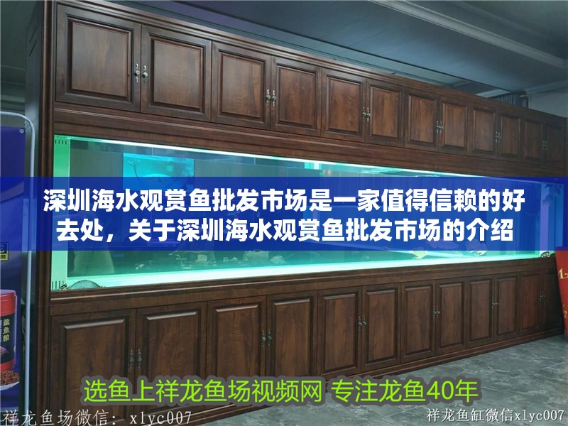 深圳海水觀賞魚批發市場是一家值得信賴的好去處,關于深圳海水觀賞魚批發市場的介紹 觀賞魚百科 第2張 深圳海水觀賞魚批發市場是一家值得信賴的好去處,關于深圳海水觀賞魚批發市場的介紹 深圳海水觀賞魚批發市場是一家值得信賴的好去處,關于深圳海水觀賞魚批發市場的介紹 觀賞魚百科 第2張