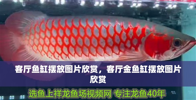 客廳魚缸擺放圖片欣賞，客廳金魚缸擺放圖片欣賞