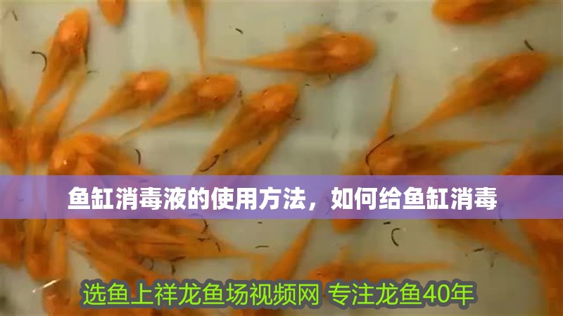 魚缸消毒液的使用方法，如何給魚缸消毒