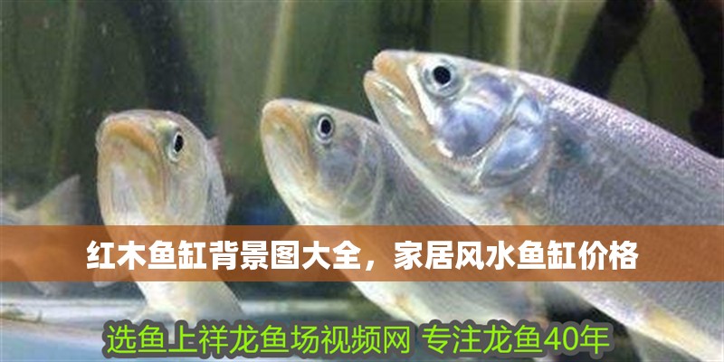 紅木魚(yú)缸背景圖大全，家居風(fēng)水魚(yú)缸價(jià)格