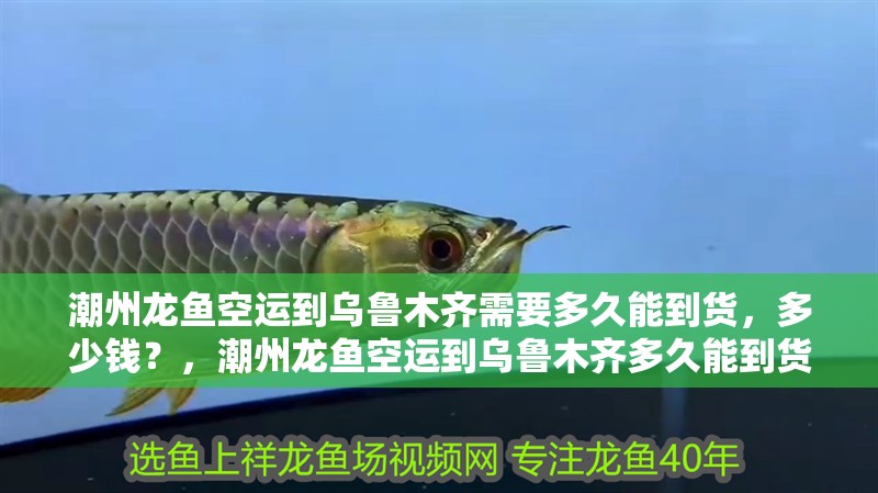 潮州龍魚空運到烏魯木齊需要多久能到貨，多少錢？，潮州龍魚空運到烏魯木齊多久能到貨，多少錢？