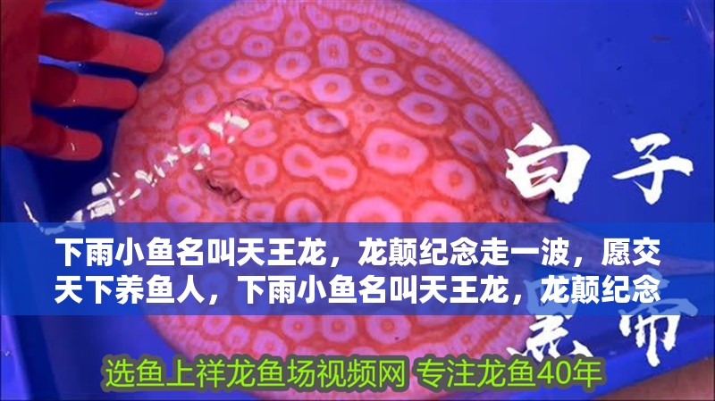 下雨小魚名叫天王龍，龍顛紀念走一波，愿交天下養魚人，下雨小魚名叫天王龍，龍顛紀念走一波！