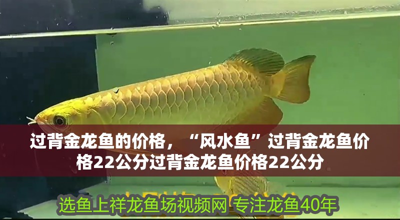 過背金龍魚的價格，“風水魚”過背金龍魚價格22公分過背金龍魚價格22公分