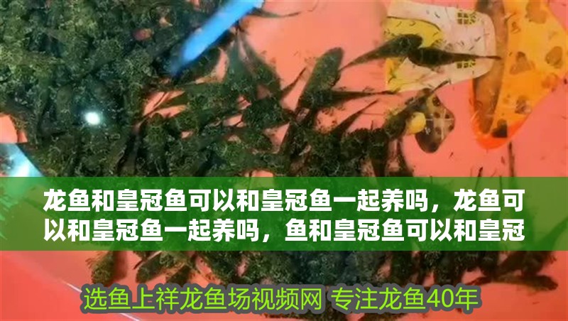 龍魚和皇冠魚可以和皇冠魚一起養嗎，龍魚可以和皇冠魚一起養嗎，魚和皇冠魚可以和皇冠魚一起養嗎，龍魚可以和皇冠魚一起養嗎