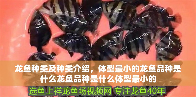 龍魚種類及種類介紹，體型最小的龍魚品種是什么龍魚品種是什么體型最小的
