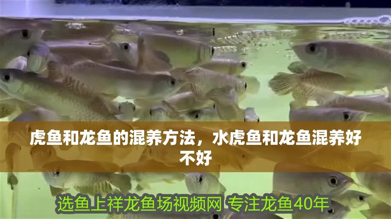 虎魚和龍魚的混養方法，水虎魚和龍魚混養好不好
