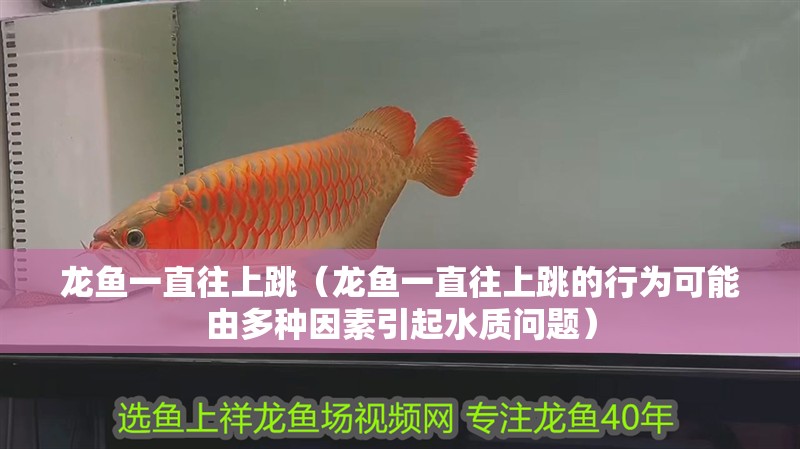 龍魚一直往上跳（龍魚一直往上跳的行為可能由多種因素引起水質(zhì)問題）