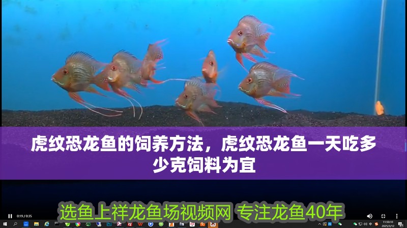 虎紋恐龍魚的飼養方法，虎紋恐龍魚一天吃多少克飼料為宜 虎紋恐龍魚的飼養方法，虎紋恐龍魚一天吃多少克飼料為宜 觀賞魚百科 第2張