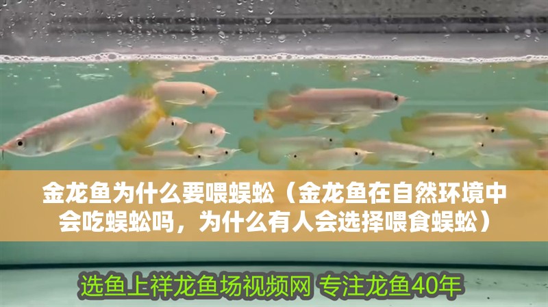 金龍魚為什么要喂蜈蚣（金龍魚在自然環境中會吃蜈蚣嗎，為什么有人會選擇喂食蜈蚣）