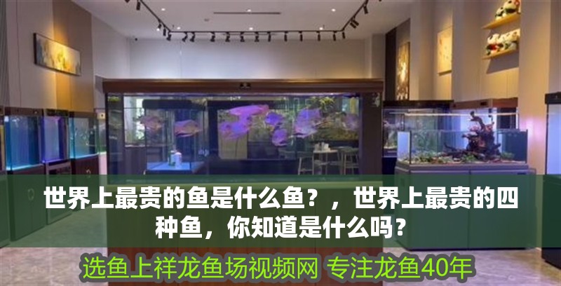 世界上最貴的魚是什么魚？，世界上最貴的四種魚，你知道是什么嗎？