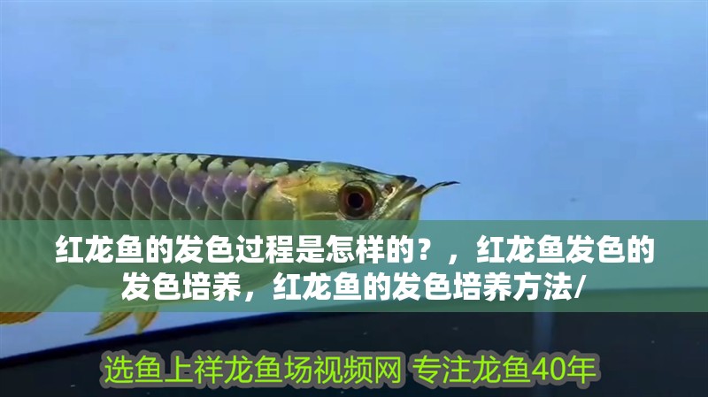 紅龍魚的發色過程是怎樣的？，紅龍魚發色的發色培養，紅龍魚的發色培養方法/