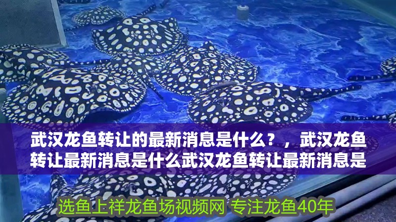 武漢龍魚轉讓的最新消息是什么？，武漢龍魚轉讓最新消息是什么武漢龍魚轉讓最新消息是什么
