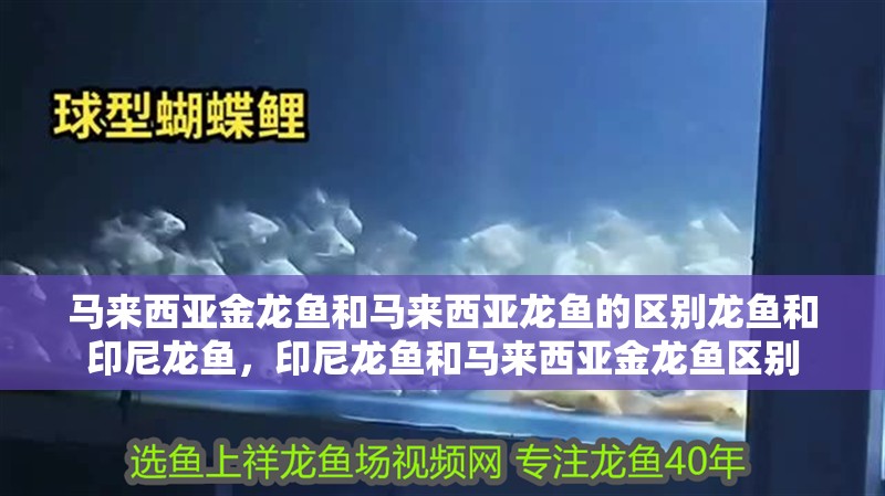 馬來西亞金龍魚和馬來西亞龍魚的區別龍魚和印尼龍魚，印尼龍魚和馬來西亞金龍魚區別