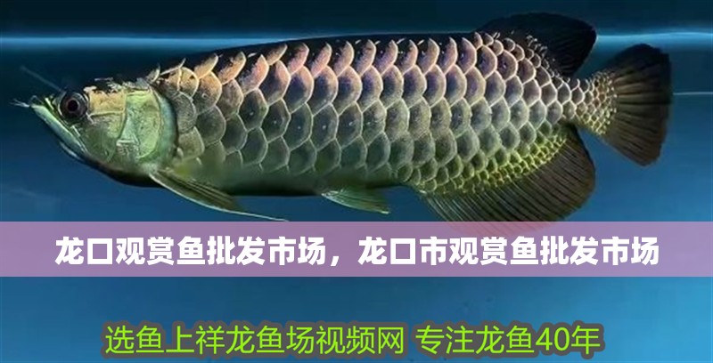 龍口觀賞魚批發市場，龍口市觀賞魚批發市場
