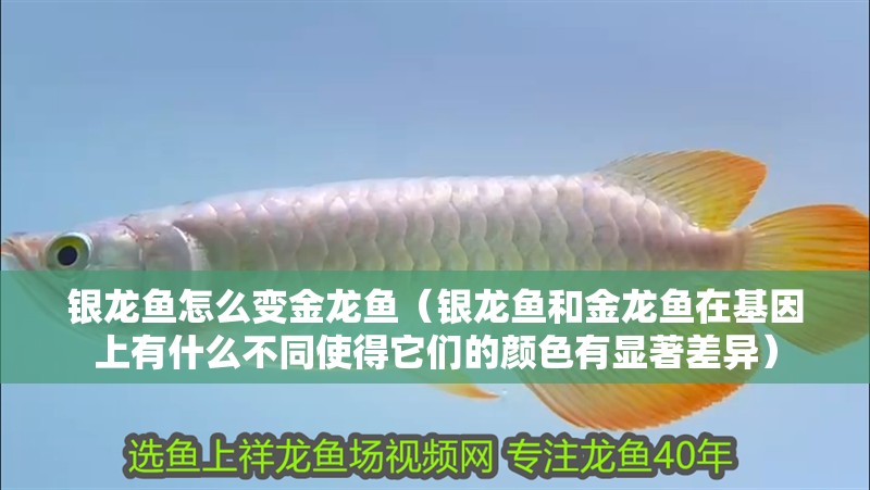 銀龍魚怎么變金龍魚（銀龍魚和金龍魚在基因上有什么不同使得它們的顏色有顯著差異）