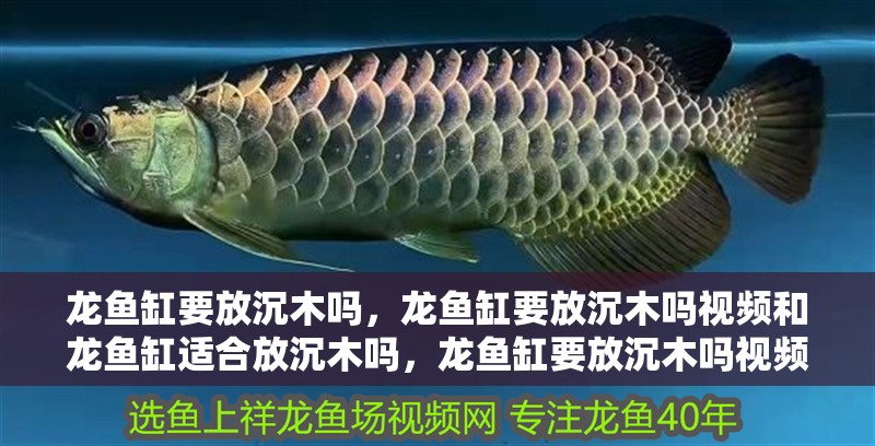 龍魚缸要放沉木嗎，龍魚缸要放沉木嗎視頻和龍魚缸適合放沉木嗎，龍魚缸要放沉木嗎視頻