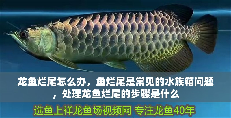 龍魚爛尾怎么辦，魚爛尾是常見的水族箱問題，處理龍魚爛尾的步驟是什么