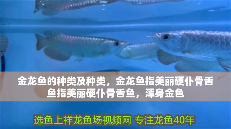 金龍魚的種類及種類，金龍魚指美麗硬仆骨舌魚指美麗硬仆骨舌魚，渾身金色