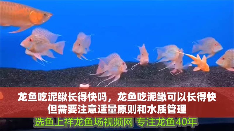 龍魚吃泥鰍長得快嗎，龍魚吃泥鰍可以長得快但需要注意適量原則和水質管理
