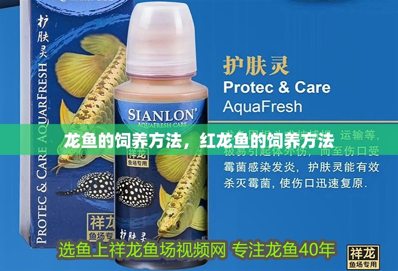 龍魚的飼養方法，紅龍魚的飼養方法 龍魚的飼養方法，紅龍魚的飼養方法 觀賞魚百科