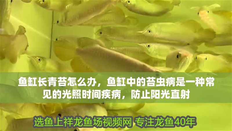 魚(yú)缸長(zhǎng)青苔怎么辦，魚(yú)缸中的苔蟲(chóng)病是一種常見(jiàn)的光照時(shí)間疾病，防止陽(yáng)光直射
