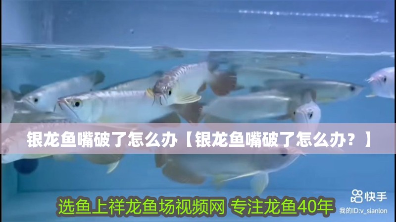 銀龍魚嘴破了怎么辦【銀龍魚嘴破了怎么辦？】