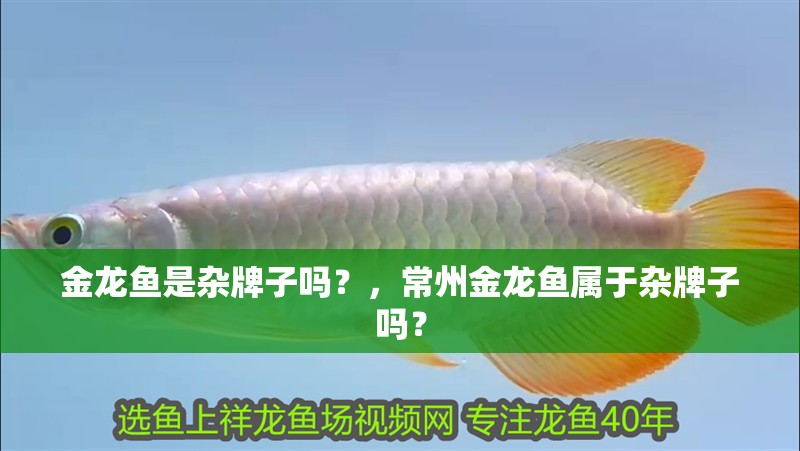 金龍魚是雜牌子嗎？，常州金龍魚屬于雜牌子嗎？