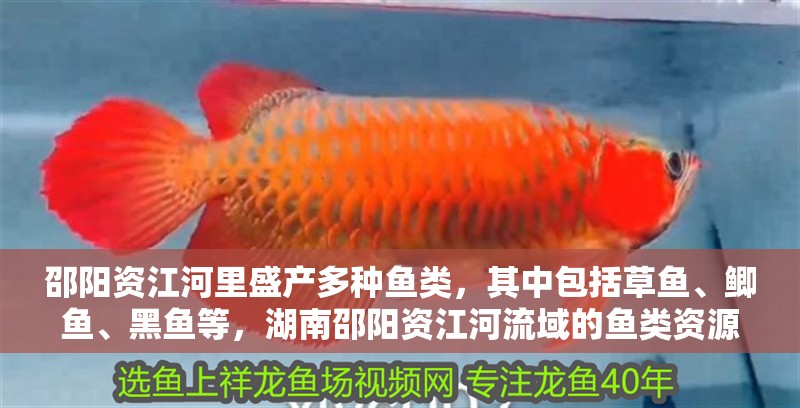 邵陽資江河里盛產多種魚類，其中包括草魚、鯽魚、黑魚等，湖南邵陽資江河流域的魚類資源豐富了當地居民提供了豐富的食物來源
