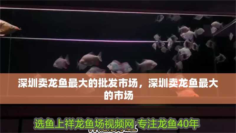 深圳賣龍魚最大的批發市場，深圳賣龍魚最大的市場
