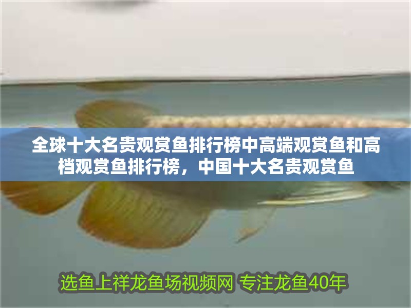 全球十大名貴觀賞魚排行榜中高端觀賞魚和高檔觀賞魚排行榜，中國十大名貴觀賞魚