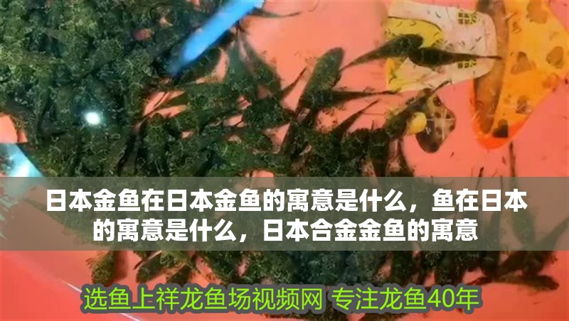 日本金魚在日本金魚的寓意是什么，魚在日本的寓意是什么，日本合金金魚的寓意