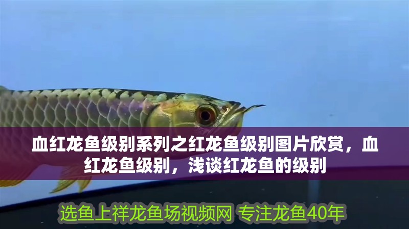 血紅龍魚級別系列之紅龍魚級別圖片欣賞，血紅龍魚級別，淺談紅龍魚的級別