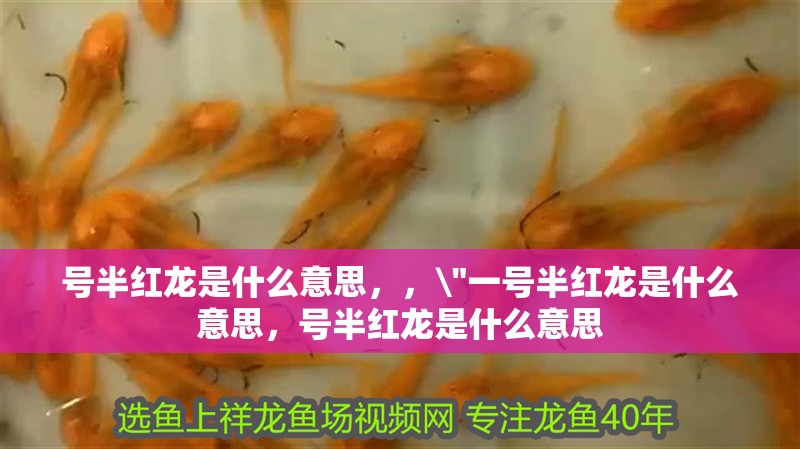 號半紅龍是什么意思，，\