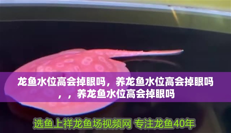 龍魚水位高會掉眼嗎,養龍魚水位高會掉眼嗎,,養龍魚水位高會掉眼嗎 觀賞魚百科 第2張 龍魚水位高會掉眼嗎,養龍魚水位高會掉眼嗎,,養龍魚水位高會掉眼嗎 龍魚水位高會掉眼嗎,養龍魚水位高會掉眼嗎,,養龍魚水位高會掉眼嗎 觀賞魚百科 第2張