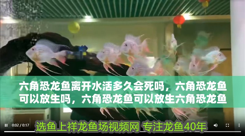 六角恐龍魚離開水活多久會死嗎，六角恐龍魚可以放生嗎，六角恐龍魚可以放生六角恐龍魚會死嗎，六角恐龍魚可以放生嗎