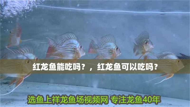紅龍魚能吃嗎？，紅龍魚可以吃嗎？