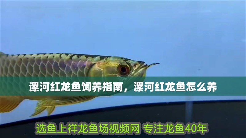 漯河紅龍魚飼養指南，漯河紅龍魚怎么養