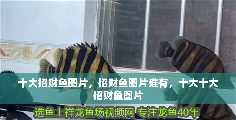 十大招財魚圖片，招財魚圖片誰有，十大十大招財魚圖片