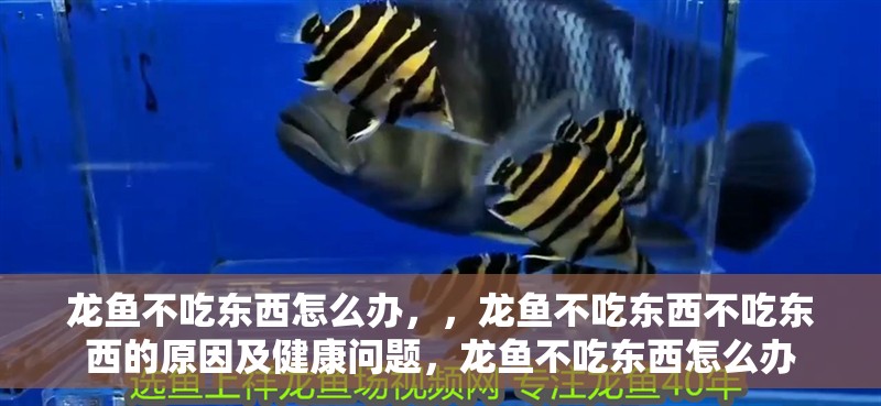 龍魚不吃東西怎么辦，，龍魚不吃東西不吃東西的原因及健康問題，龍魚不吃東西怎么辦