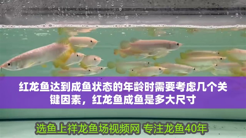 紅龍魚達到成魚狀態的年齡時需要考慮幾個關鍵因素，紅龍魚成魚是多大尺寸