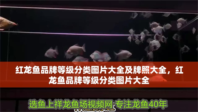 紅龍魚品牌等級分類圖片大全及牌照大全，紅龍魚品牌等級分類圖片大全